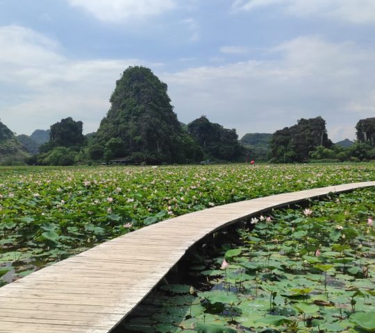 Lotus field in Tam Cốc – Ninh Binh