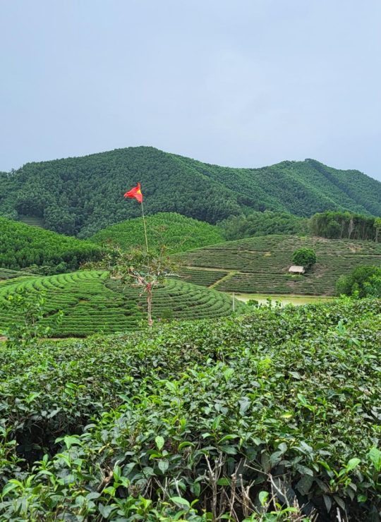 Vinh