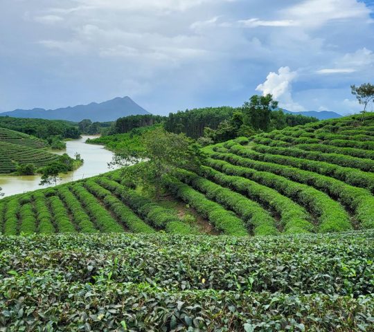 Green tea islands (Đảo Chè Thanh Chương) – Vinh
