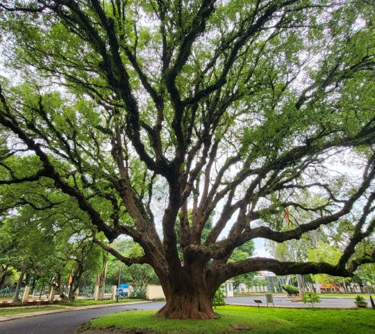 Long nao tree (Cây long não) – Vietnam heritage tree – Buon Ma Thuot
