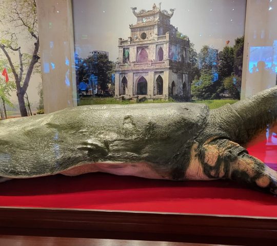 Lake of the returned sword – Hoàn Kiếm turtle – Hanoi